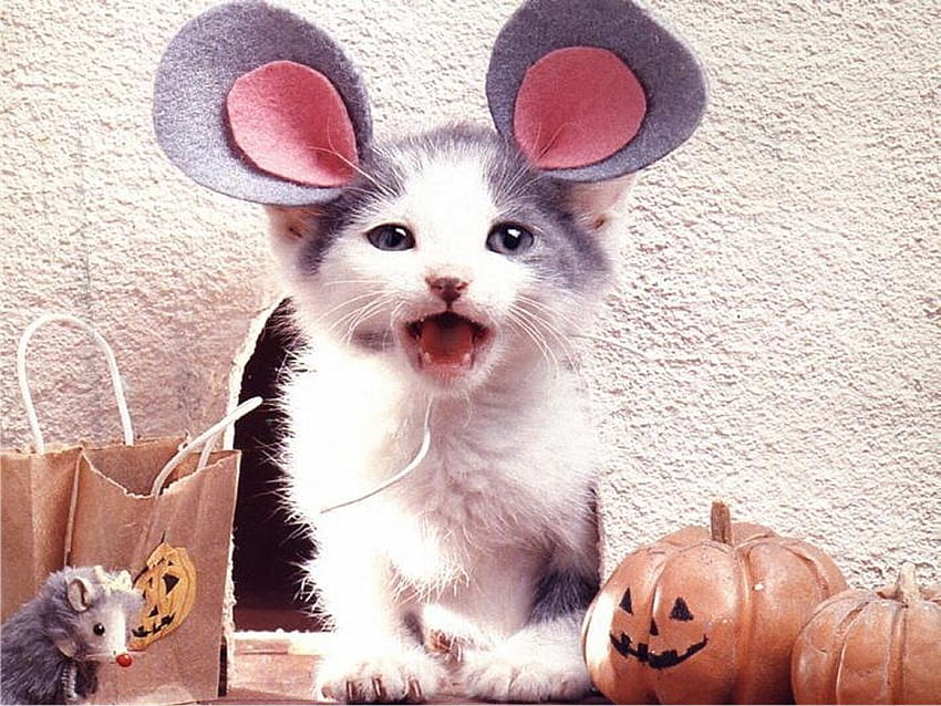 Beri aku Keju, anak kucing, mainan, kostum, telinga tikus Wallpaper HD