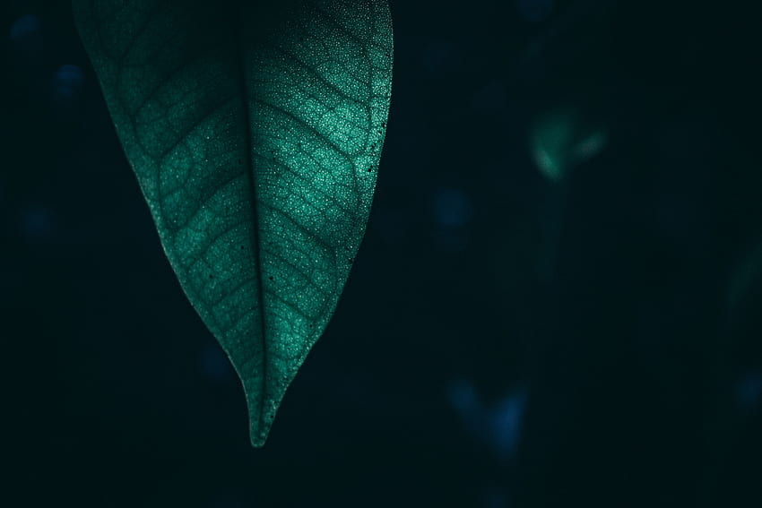 Zbliżenie, pół, zielony liść Tapeta HD