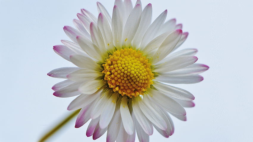 Argyranthemum Frutescens Marguerite Daisy ดอกไม้ ฤดูใบไม้ผลิ พืช Macro ดอกไม้ Ultra สำหรับ วอลล์เปเปอร์ HD