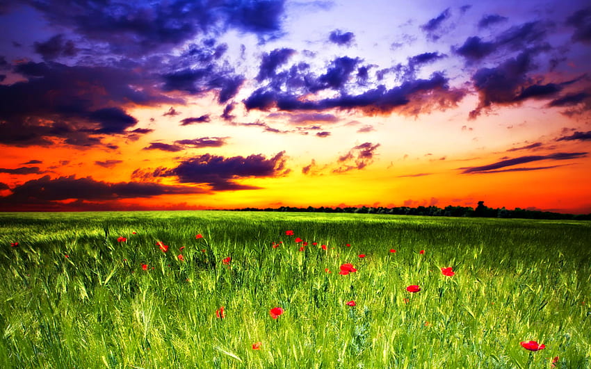 Beautiful Sunset, colorful, colors, peaceful, sunrise, beauty, flowers field, poppies, summer time, poppy, sunset, landscape, beautiful, grass, summer, pretty, field, field of flowers, light, green, red, view, clouds, nature, sky, lovely, splendor HD wallpaper