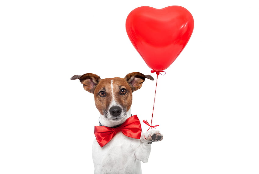 Dog, Balloon, Funny, Creative, Balloon Animal HD wallpaper