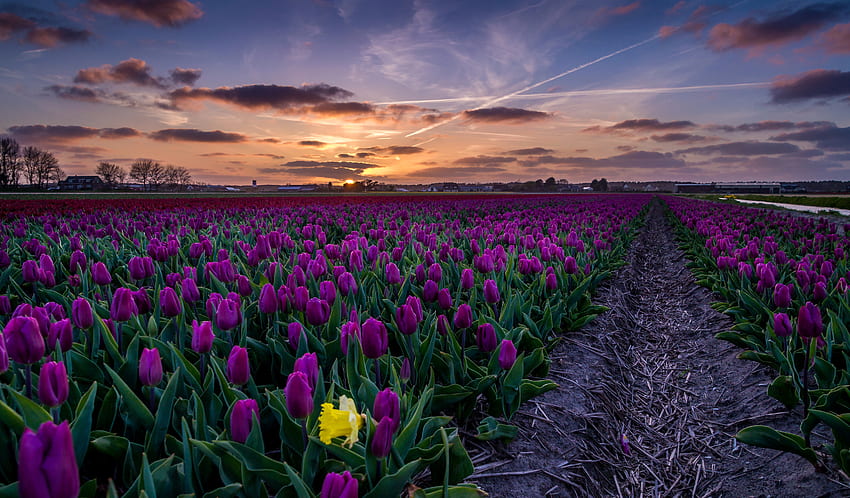 Purple Tulip Field, Purple Tulips HD wallpaper
