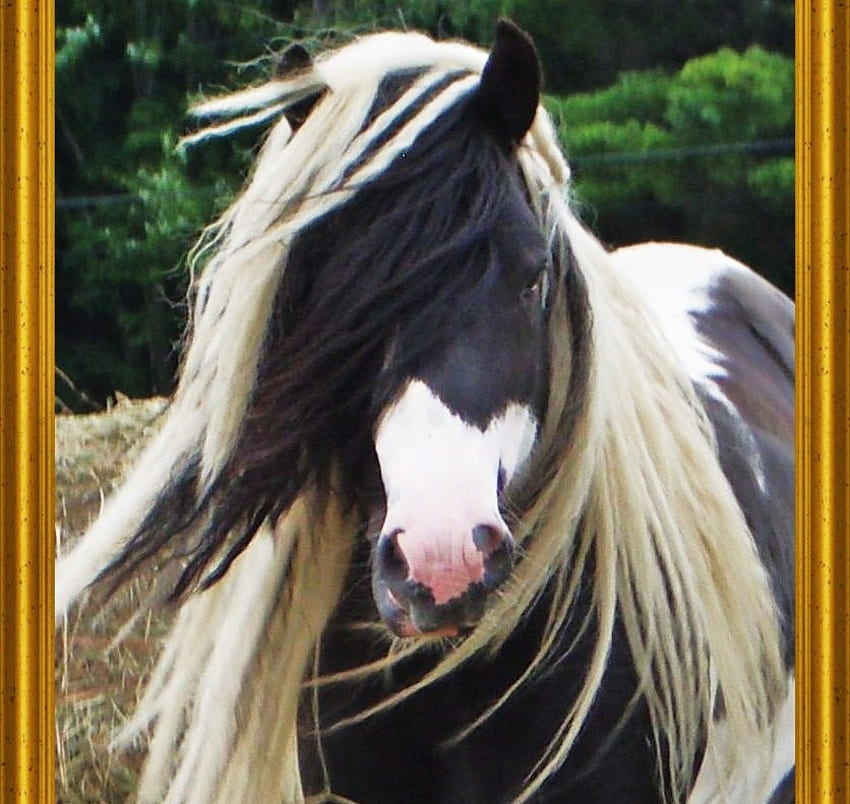 Retrato de un Gypsy Vanner, caballos, tobiano, tinker, gitana, gypsy vanner, mazorca de colores fondo de pantalla