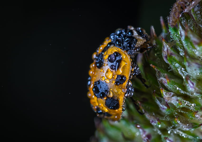 Tetesan, Makro, Close-Up, Ladybug, Ladybird Wallpaper HD