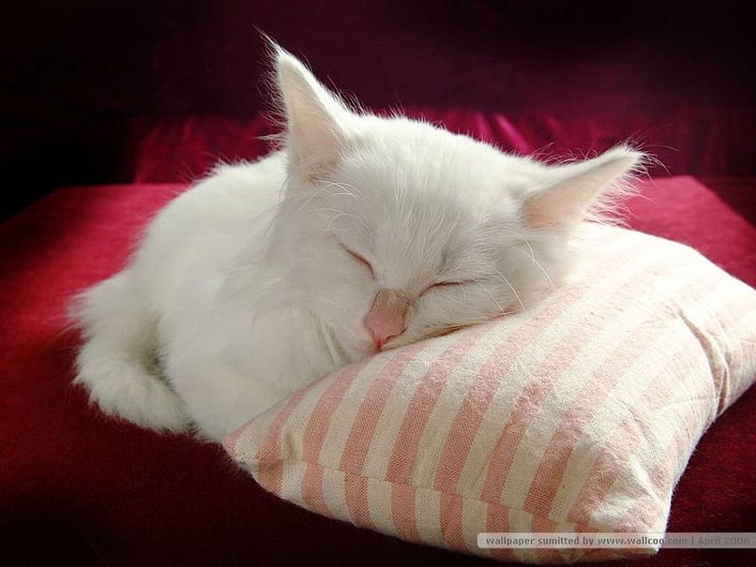 sleeping cat, white, cute, cat, sleeping, pillow HD wallpaper