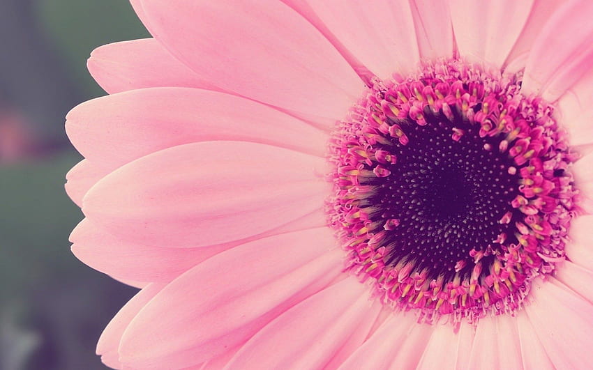 Gerbera Daisy Pink in Flowers rośliny [] dla Twojego telefonu komórkowego i tabletu. Poznaj różową stokrotkę. Gerber Daisy, Gerber Daisy dla, Różowa Gerbera Daisy Tapeta HD