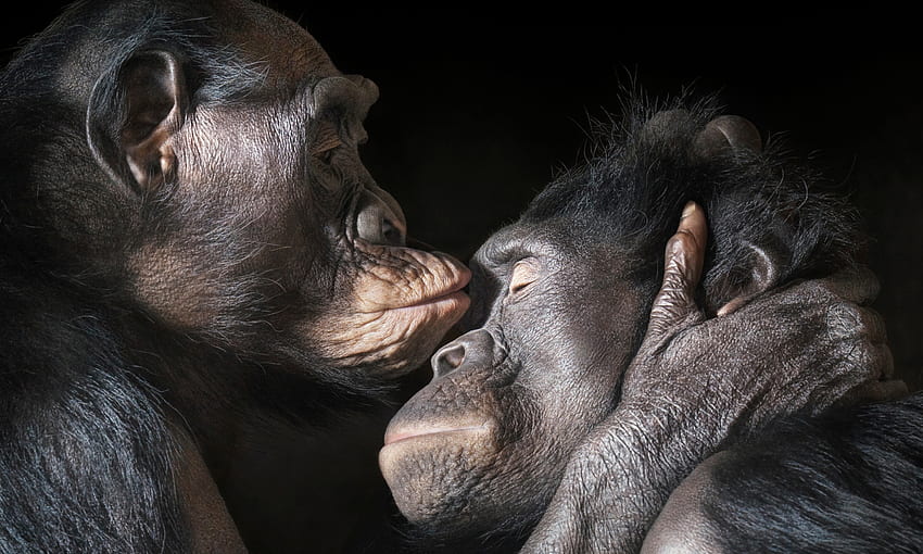 Affectionate Chimpanzees, animal, nature, primate, chimpanzee HD wallpaper