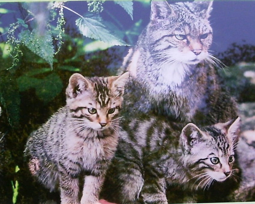 gatos selvagens, mãe, gato, selvagem, gatinhos papel de parede HD