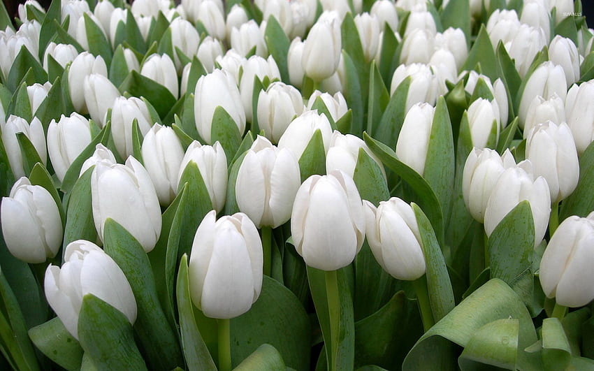 ดอกทิวลิปสีขาวสวยงาม - ดอกไม้ , ดอกทิวลิปสีขาว วอลล์เปเปอร์ HD