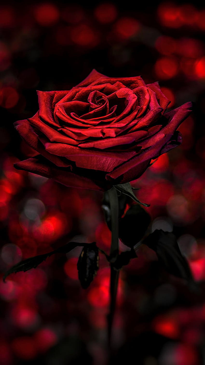 Rose rouge, rose d'amour rouge Fond d'écran de téléphone HD
