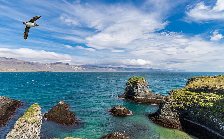 アイスランドのツノメドリ、Icealnd、ツノメドリ、海、雲、飛行、岩 高画質の壁紙