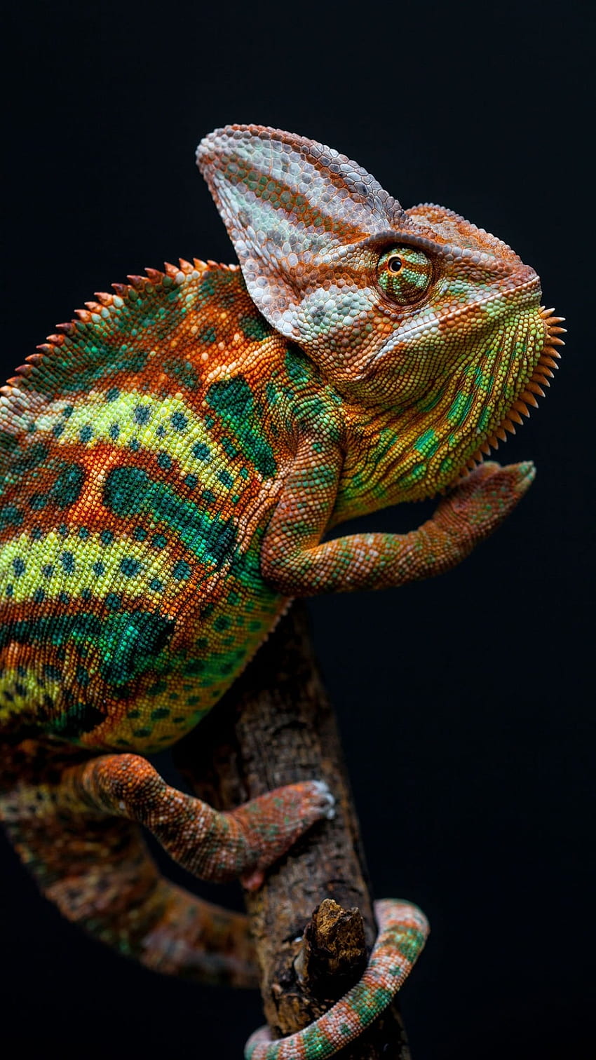 Chameleon, Colorful, Colorful Chameleon HD phone wallpaper