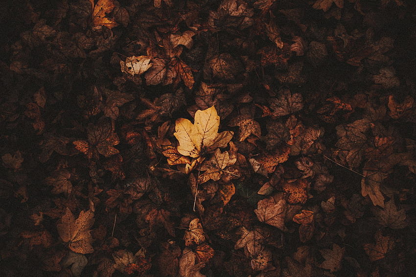 Autumn, Leaves, Macro, Brown, Dry, Fallen Leaves HD wallpaper