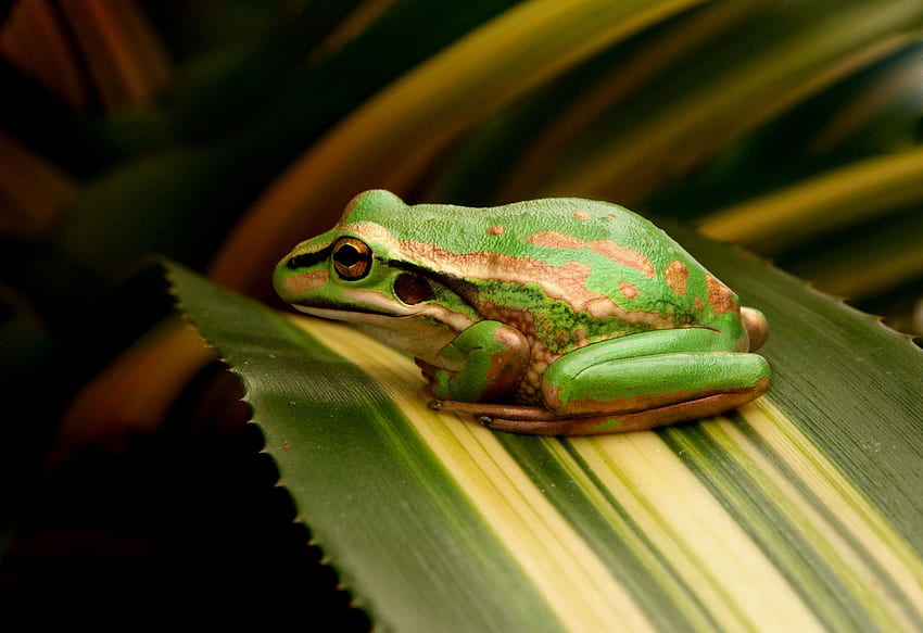 Micro graphy of green and brown frog ., Golden Frog HD wallpaper