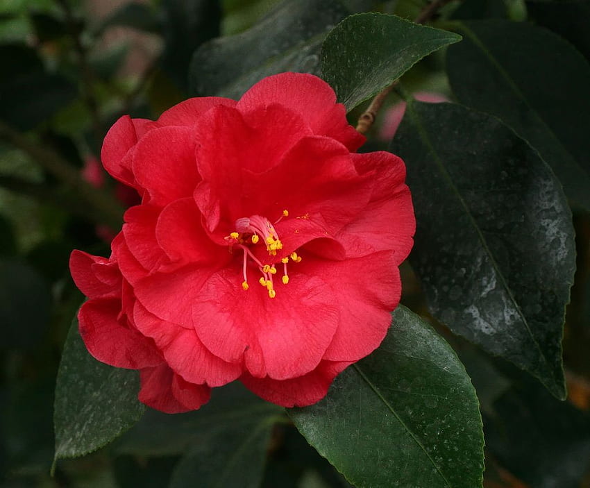 Camellia Japonica - Flower by Wolfgang Bazer HD wallpaper