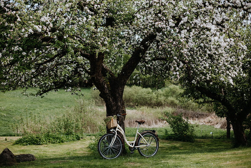 Flowers, , , Wood, Tree, Bloom, Flowering, Bicycle, Apple Tree HD wallpaper