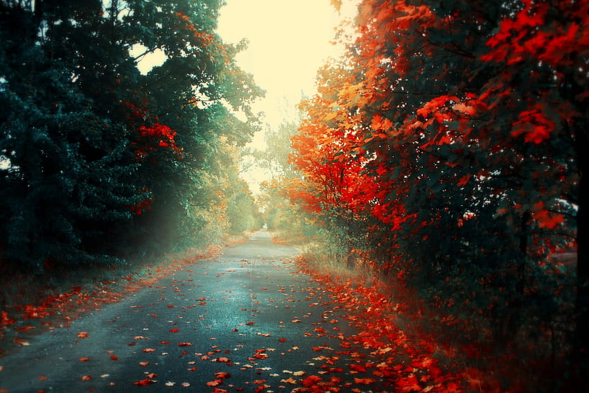 *** Way to fall...***, drzewa, natura, jesien, droga Sfondo HD