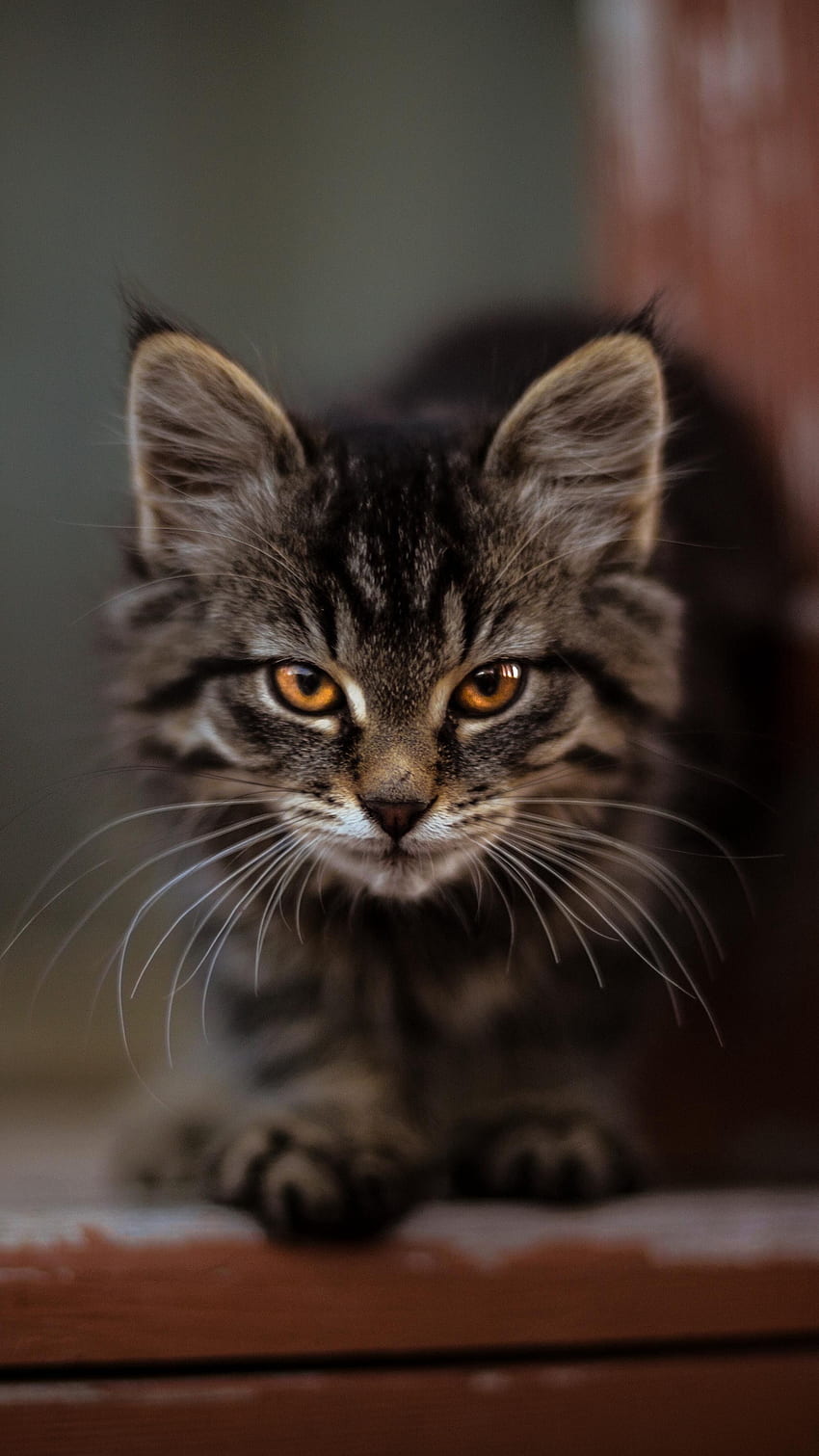 Nettes flauschiges Kätzchen. Silver tabby cat, Hübsche katzen, Katzen, Katzengrafik HD-Handy-Hintergrundbild