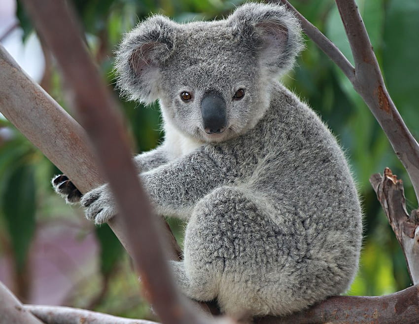 Koala HD wallpaper