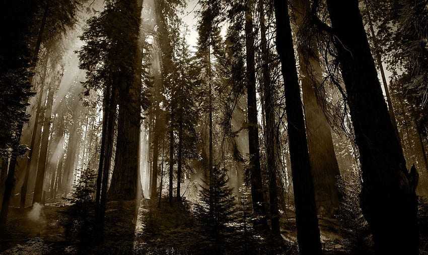 Foresta di sequoie spaventosa, foresta di sequoie scenica Sfondo HD
