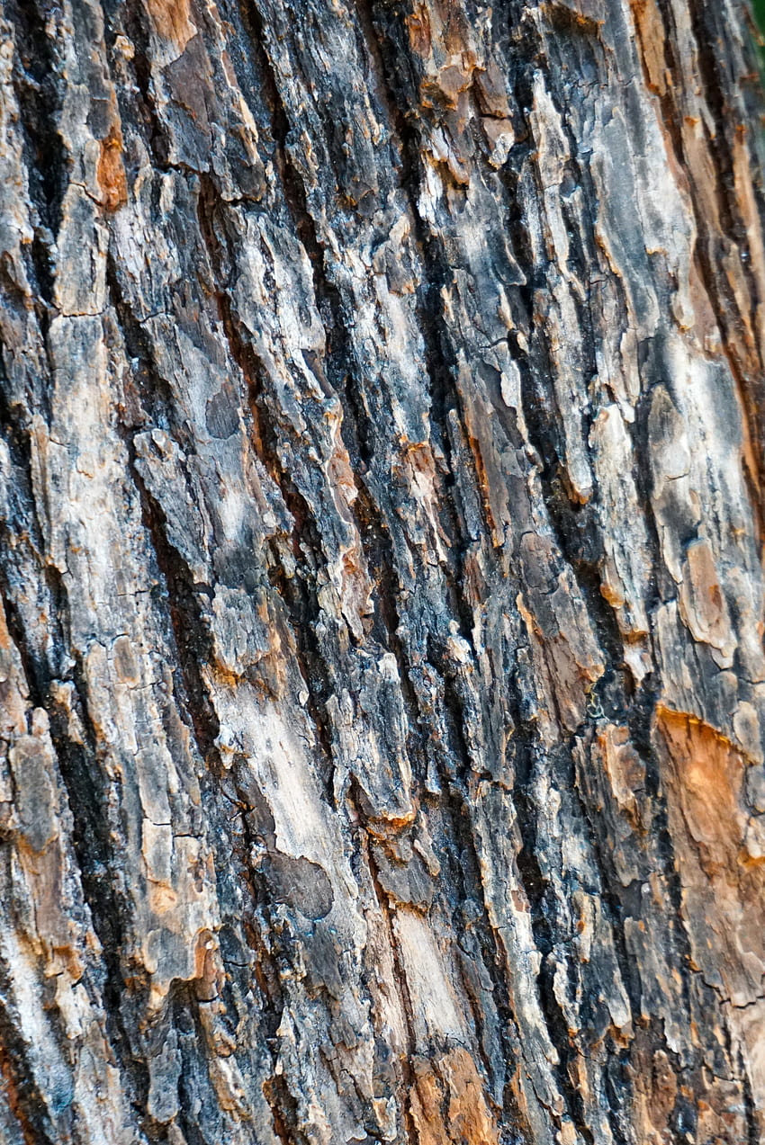 Wood, Tree, Texture, Textures, Spruce, Fir, Bark HD phone wallpaper