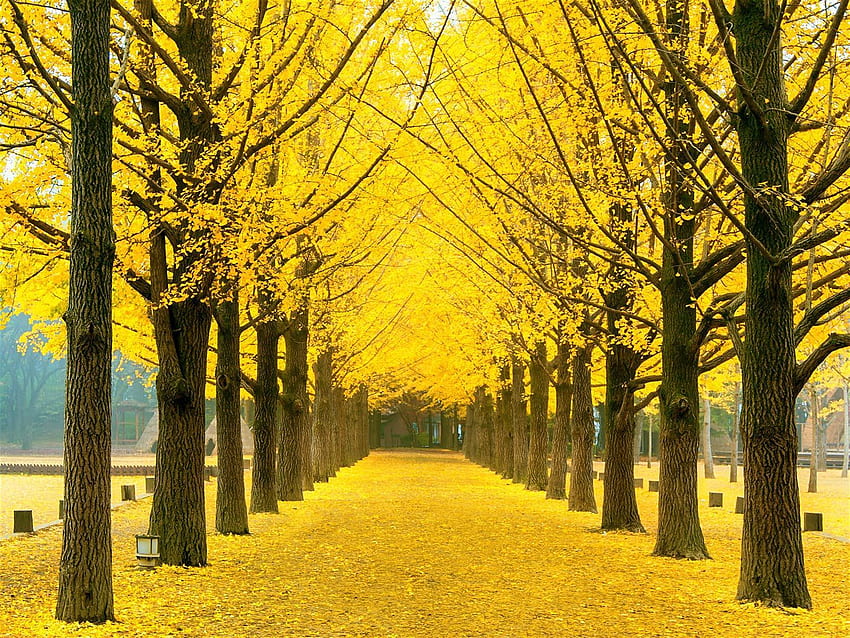 韓国の美しい庭園と風景。 南怡島、イチョウの木、黄色い木 高画質の壁紙