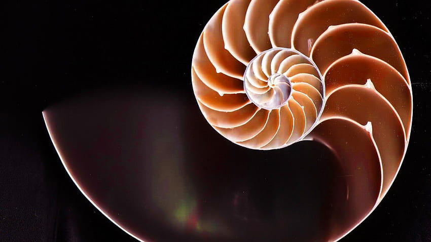 Fibonacci nombre d'or spirales de coquilles de nautile Fond d'écran HD