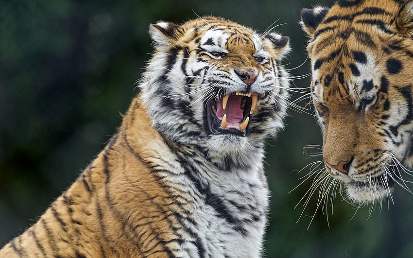 Animals, Tigers, Aggression, Grin, Predator, Tiger HD wallpaper