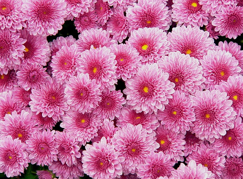 Flowers, Pink, Chrysanthemum, Lot HD wallpaper