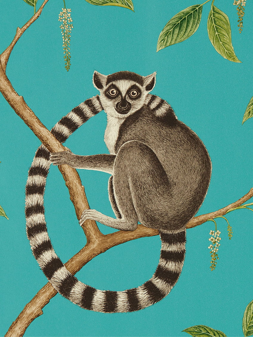 Sanderson Ringtailed Lemur at John Lewis & Partners HD phone wallpaper