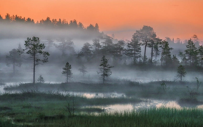 Nature Landscape Russia Forest Mist Trees Sunset Night Arctic Wetland - Resolution: HD wallpaper