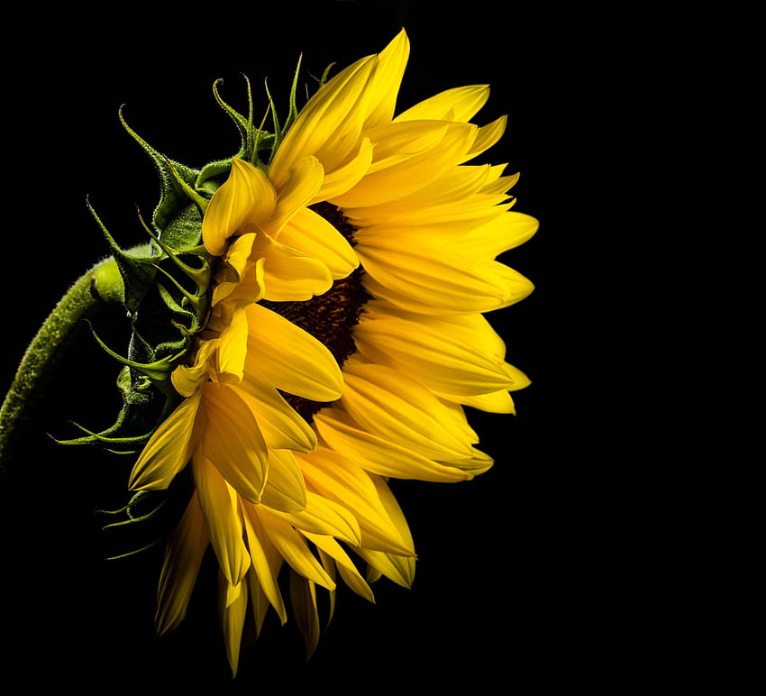 Sunflower for, Black Sunflower HD wallpaper | Pxfuel