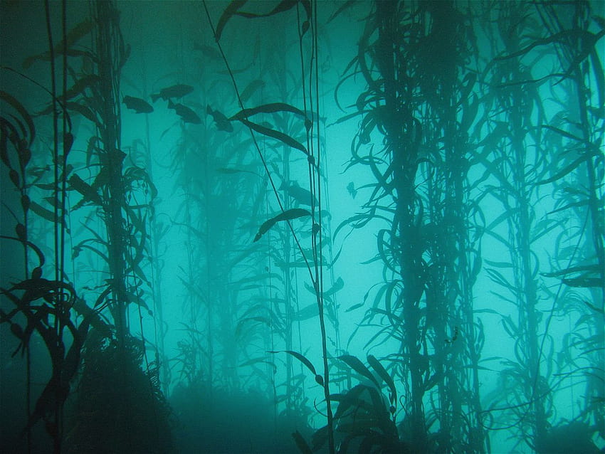 Bosque de algas, Mar sin sol, Bajo el agua fondo de pantalla