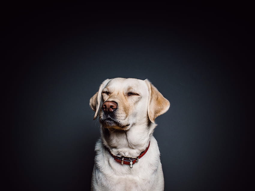 Animals, Dog, Labrador, Collar HD wallpaper