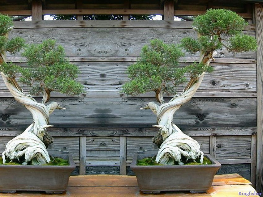 bonsai HD wallpaper
