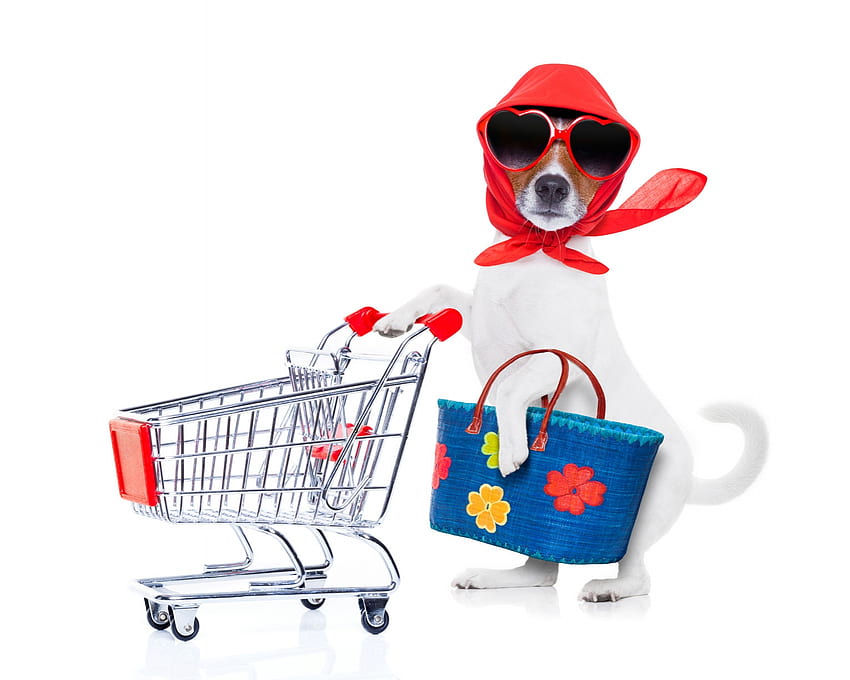 Shopping day, blue, dog, animal, white, bag, jack russell terrier, shopping, sunglasses, funny, scarf, caine HD wallpaper