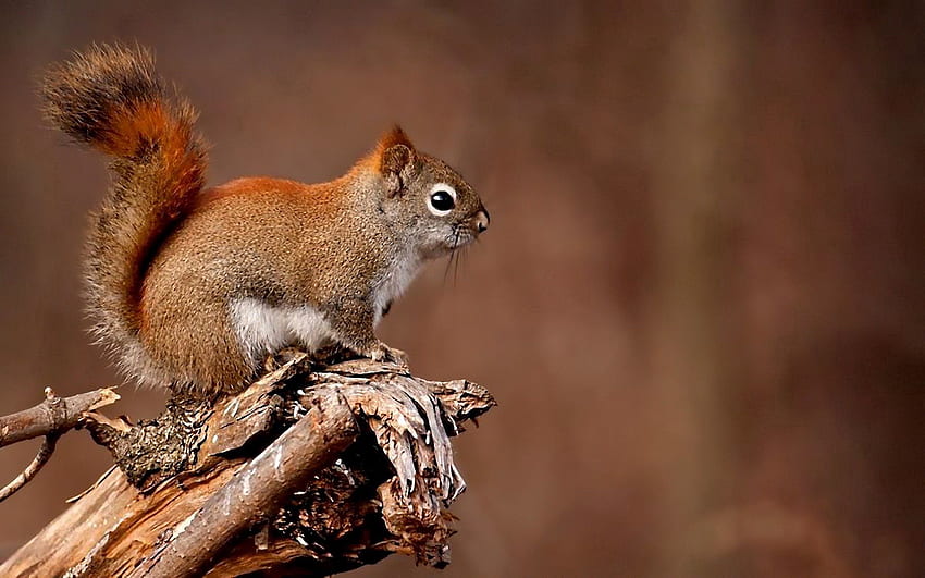 Animals, Squirrel, Wood, Sit, Tree, Branches, Animal HD wallpaper
