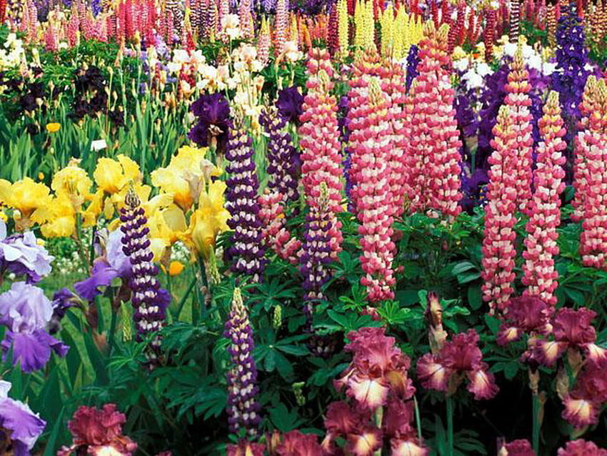 colorful, iris, flower, lupine, mountain HD wallpaper