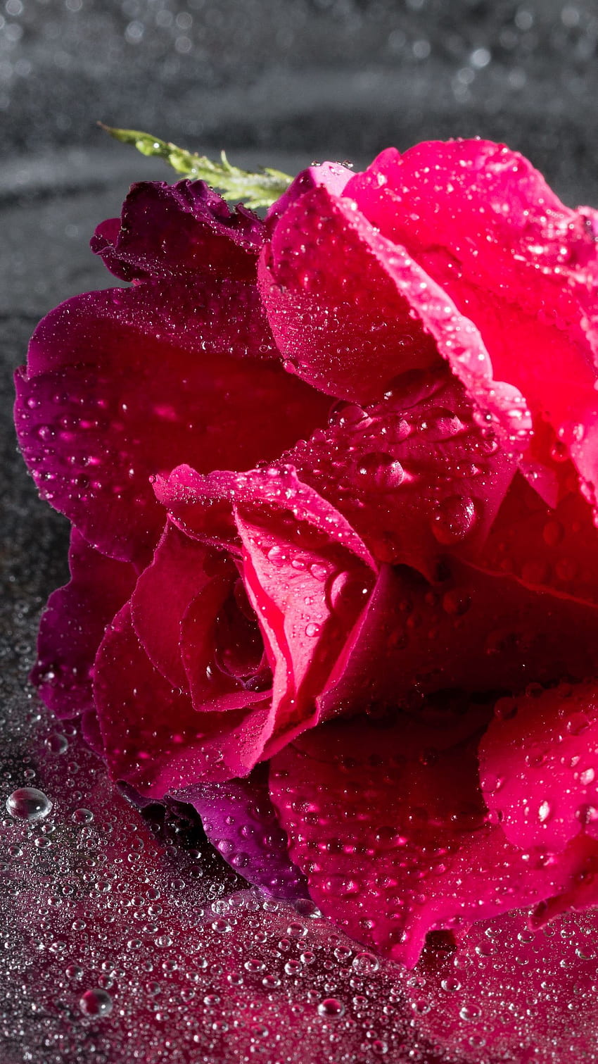 Rose, Drops, Pink, Flower, Close Up, Pink Water HD phone wallpaper