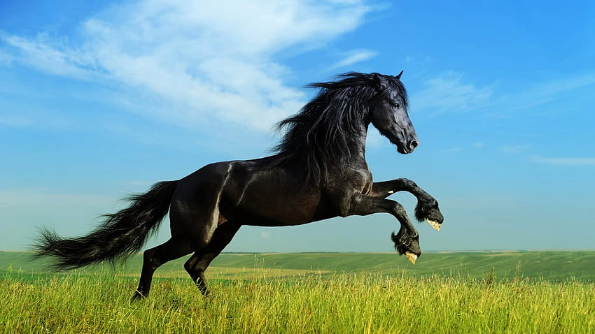 Jumping Black Horse Background HD wallpaper