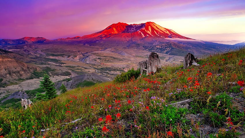 Mountain wildflowers, slope, mountain, summer, wildflowers, valley, sky, amazing, peak, sunset HD wallpaper