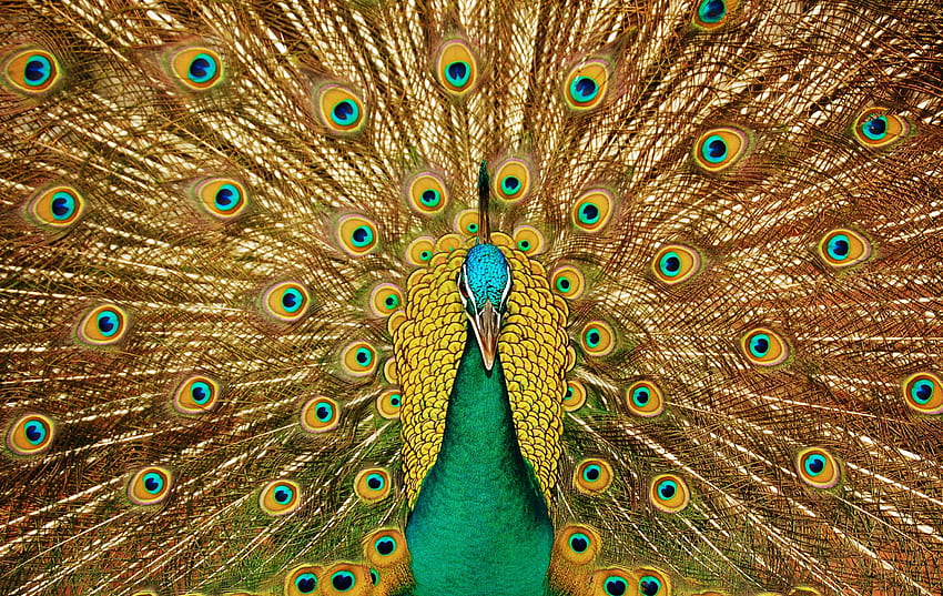 Animals, Feather, Bird, Peacock, Tail HD wallpaper