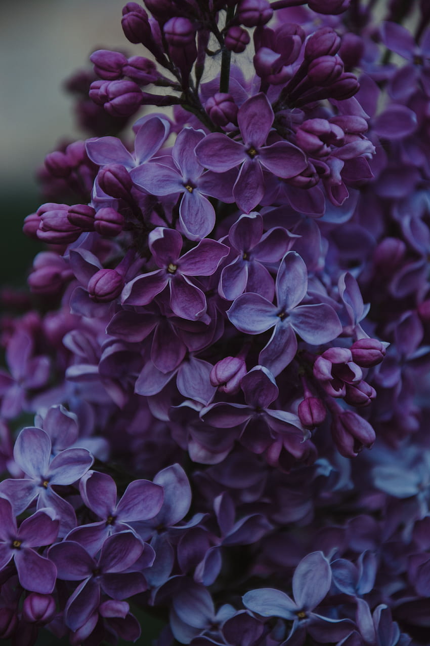 꽃, 라일락, 부시, 꽃이 핌, 꽃이 핌 HD 전화 배경 화면