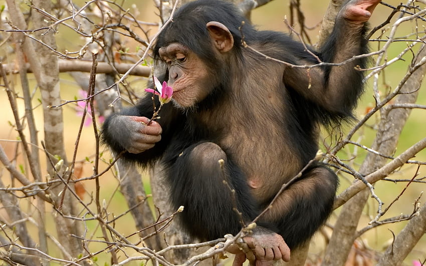 :) สัตว์ ลิง เจ้าคณะ น่ารัก ฤดูใบไม้ผลิ แมกโนเลีย ต้นไม้ ดอกไม้ ไมมูตะ วอลล์เปเปอร์ HD