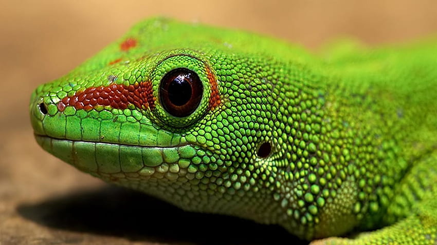 녹색 이구아나, 이구아나, 파충류, 도마뱀, 녹색 HD 월페이퍼