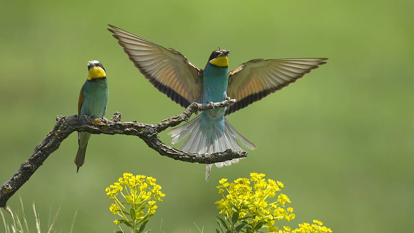 Animals, Flowers, Birds, Couple, Pair, Branch, Wings, Wave, Sweep HD wallpaper