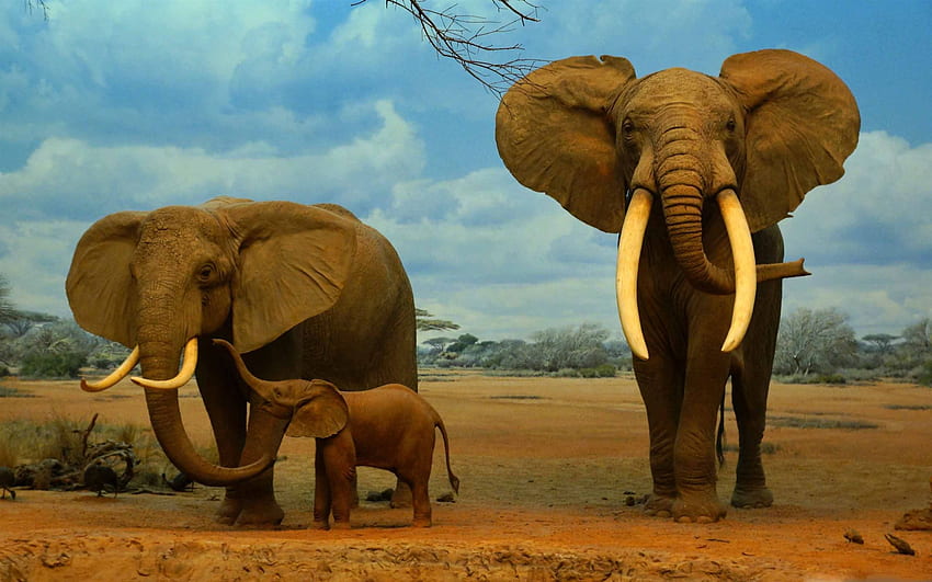 Best Elephant Mac, Elephant iPad HD wallpaper