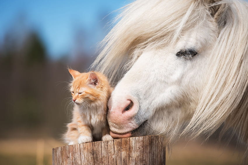When you want to copy your best friend.but it doesn't quite work. – When your friend and you are not from same the. Animals, Cute animals, Animals friendship, Horse and Cat HD wallpaper