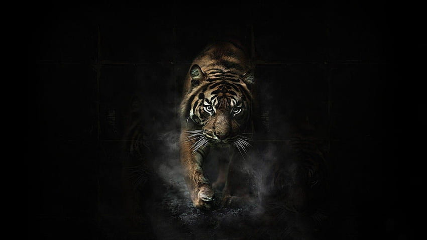 Ядосани тигрови очи, човек тигър HD тапет