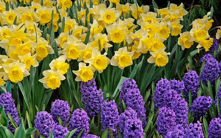 Daffodil Walls [] untuk , Ponsel & Tablet Anda. Jelajahi Daffodil. Spring Daffodil , Field of Daffodil , Daffodil Cantik untuk Komputer Wallpaper HD